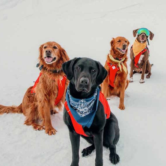 Celebrating our National Avalanche Dog Recipient's 