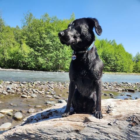 Inside Look: Off-Season Life for Avy Dogs